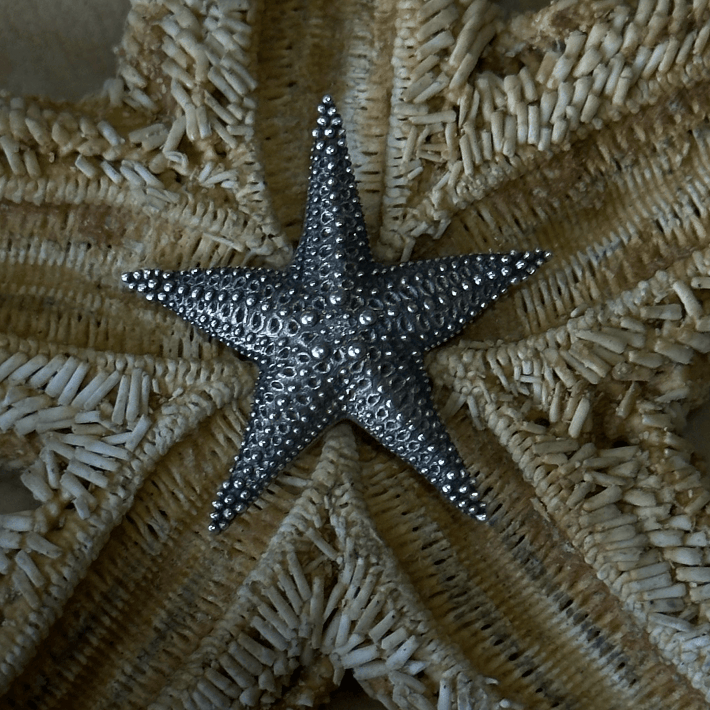 A silver starfish pendant placed on a natural dried starfish, highlighting the similarities in texture and form between the jewelry piece and its marine inspiration.